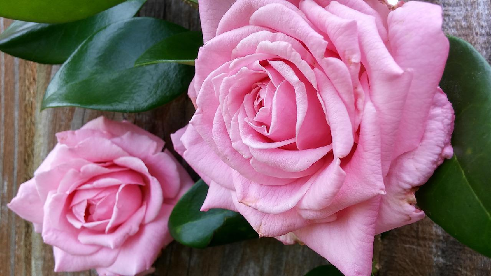 Róże wielkokwiatowe i ich wyjątkowość